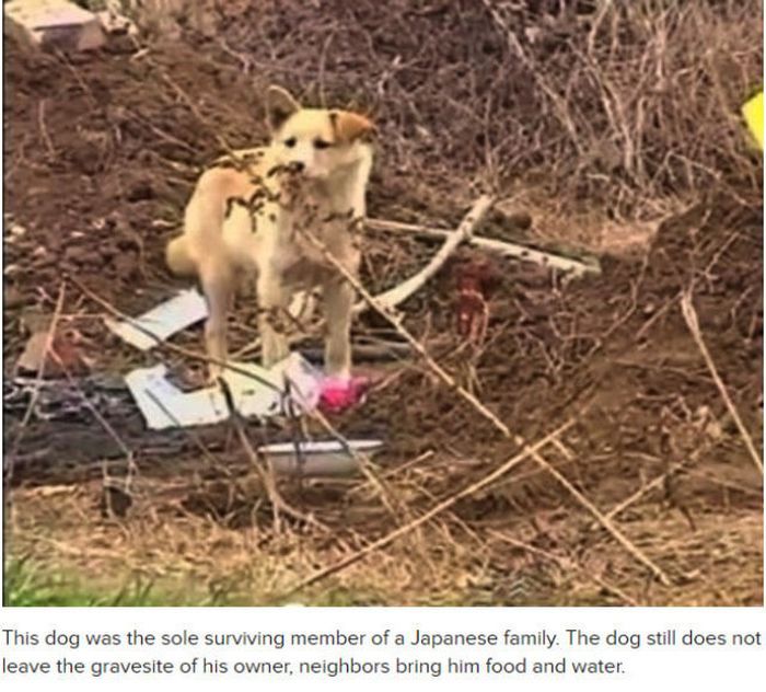 Varför hunden är människans bästa vän – bild 17 av 24