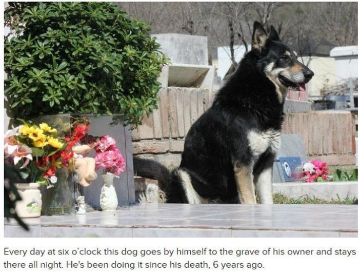 Varför hunden är människans bästa vän – bild 18 av 24