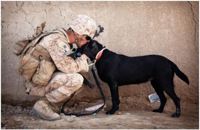Varför hunden är människans bästa vän – bild 22 av 24