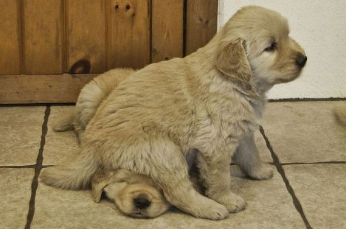 Varför hunden är människans bästa vän – bild 24 av 24