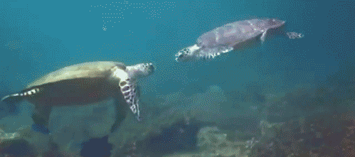 Turtle high five