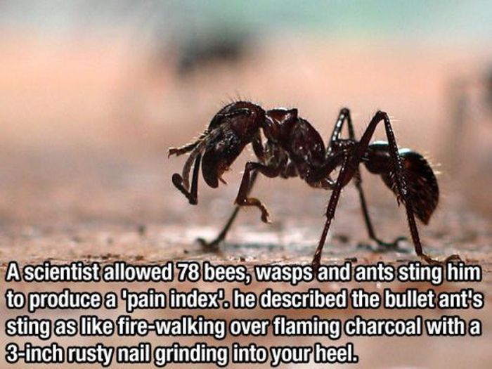 Intressant fakta – bild 8 av 30