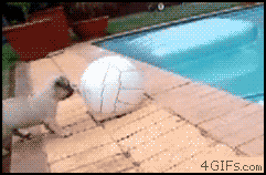 Hund leker med boll