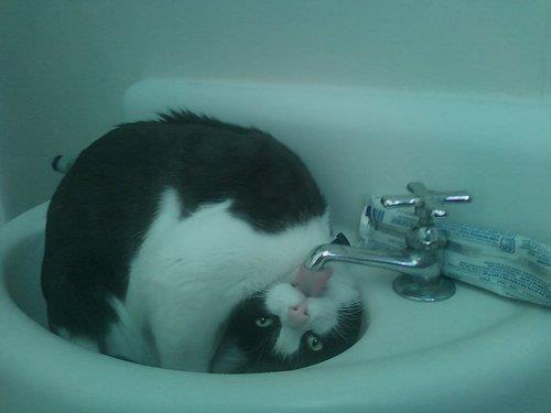 Törstig katt