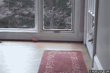 Hund som börjar bli lite för stor för sin ingång