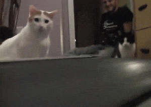 Katter nyfikna på löpband
