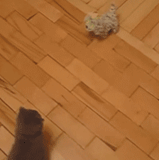 Kung Fu Cat