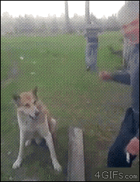 Hej, jag är en hund
