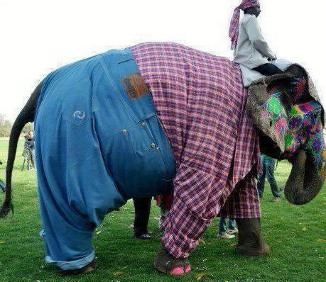 Casual outfit på elefant