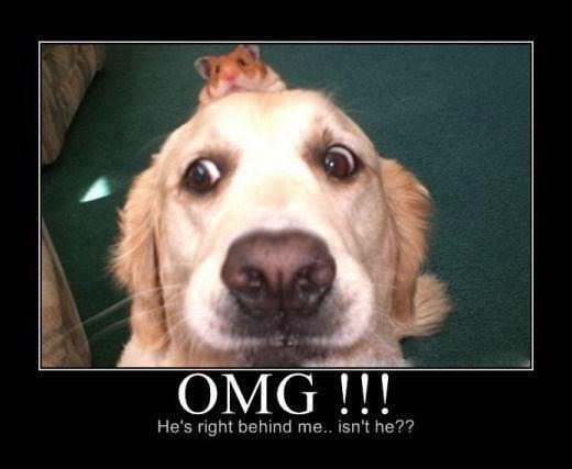 OMG !!!