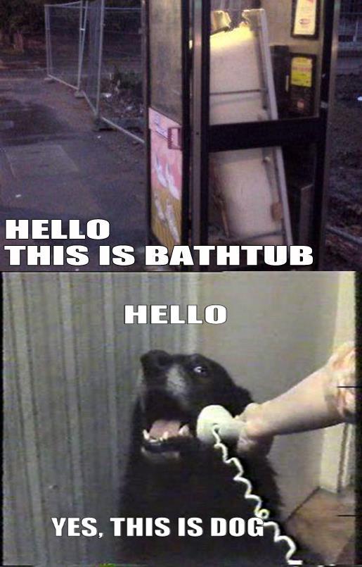 Yes, this is dog