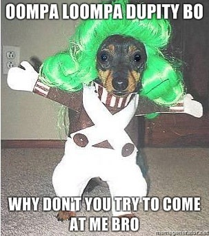 Oompa Loompa hund