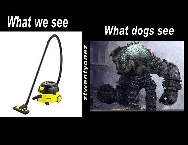 Hur hundar ser dammsugare