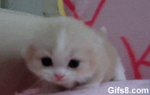Söt Katt Miaow