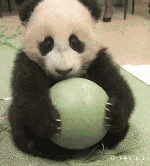 Söt Panda
