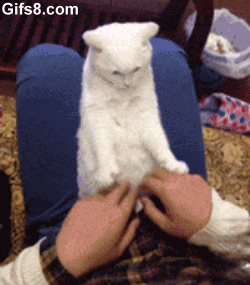 Katt imiterar