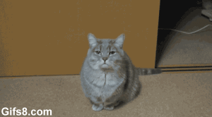 Katt gäspar