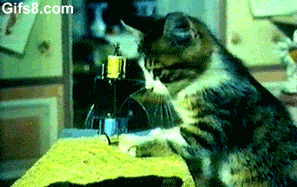 Katt syr