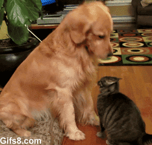 Hund och Katt