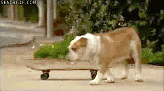 Hund skateboard
