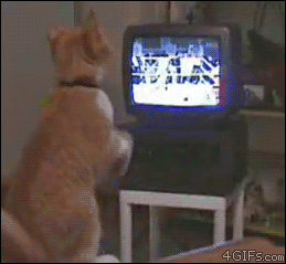 Hund och Wrestling