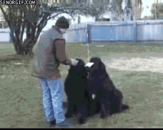 Screw This, I'm a Dog!