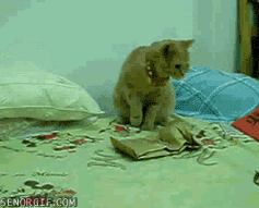 Katten blir rädd
