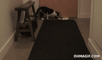 Katt hämtar brevet