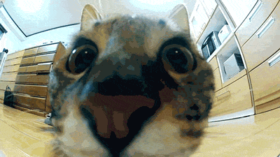 Hoppande katt i slow-mo
