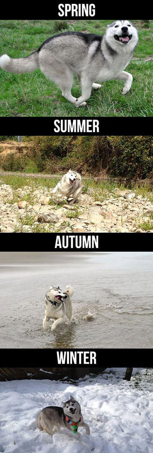 Lyckligaste hunden