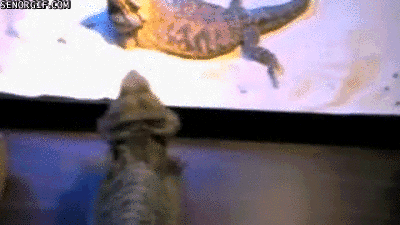 Dansande Ã–dla
