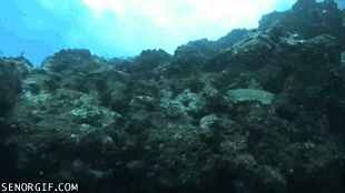 The Ocean Came Alive And Took Him