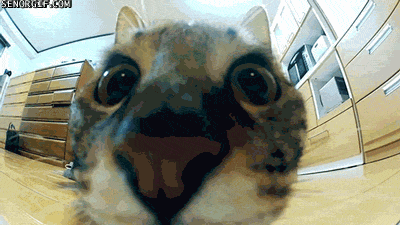Katt hoppar i slow-motion
