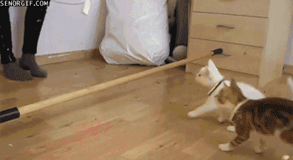 Katt vs Katt