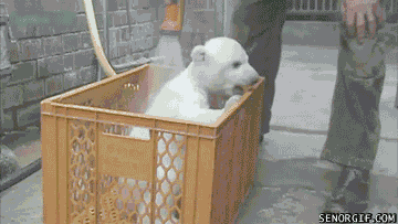 Hunden tar en dusch