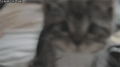Söt kattunge