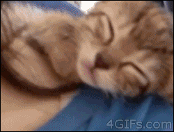 Söt katt