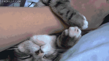 Katt vill kramas