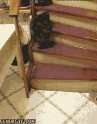 Vad gör du katten?