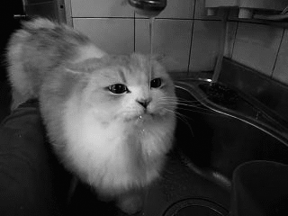 Törstig katt