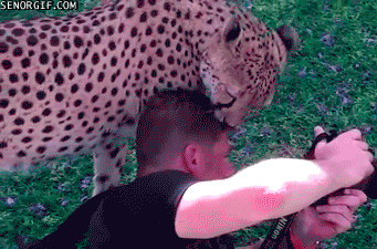 Tiger visar kärlek