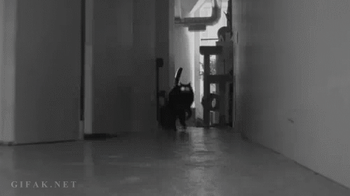 Katt attack
