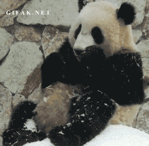 Panda!