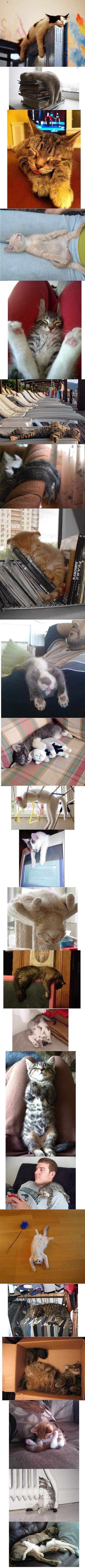 Trötta katter