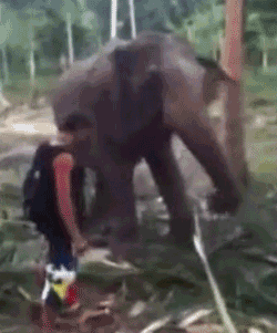 Arg elefant