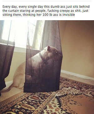 Läskig hund