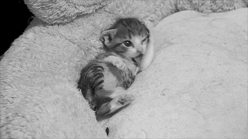Söt katt