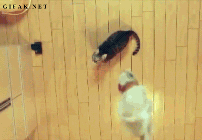 Slowmo katt hopp