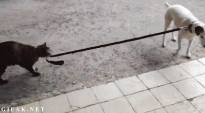Katt som går hem en hund