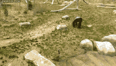 Gorilla vs Gås